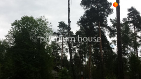 До начала работ. Вырубка деревьев - 2