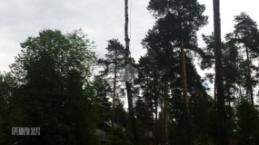 До начала работ. Вырубка деревьев - 2