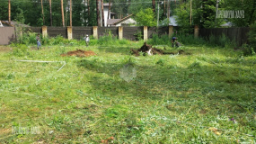 До начала работ. Вырубка деревьев - 1